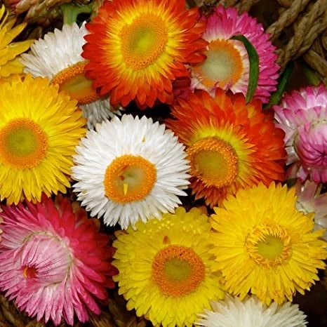 resized640_Flori de Pai mix (0,5 g), seminte plante ornamentale Helichrysum bracteatum, imortele colorate, Opal 5g 3.webpFlori de Pai mix (0,5 g), seminte plante ornamentale Helichrysum bracteatum, imortele colorate, Opal